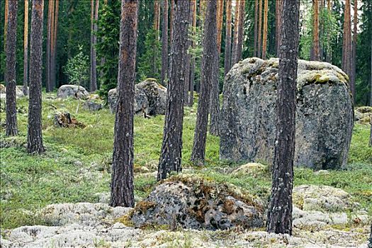 大,石头,中间,树林,瑞典