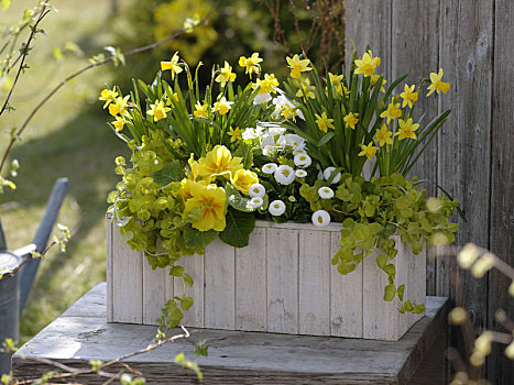 种植,木盒,黄色,白花