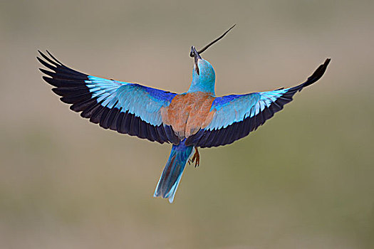 蓝胸佛法僧,飞行,捕食,草蛇,国家公园,匈牙利,欧洲
