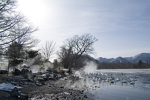 屈斜路湖,温泉,天鹅,冬天