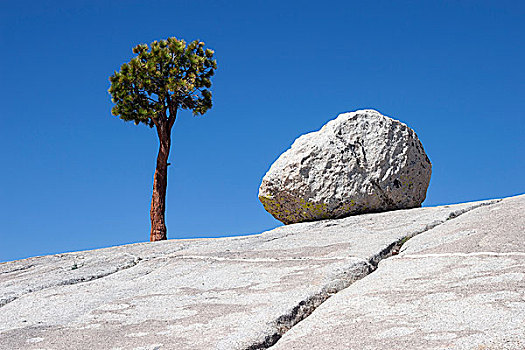 树,松树,圆,石头,岩石,高原,优胜美地国家公园,加利福尼亚,美国,北美