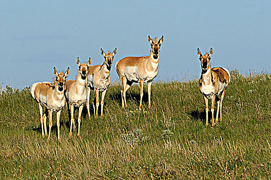叉角羚,北美叉角羚,艾伯塔省,加拿大