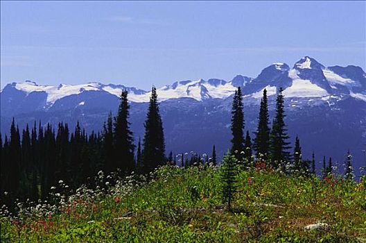 高山,野花,攀升,国家公园,不列颠哥伦比亚省,加拿大