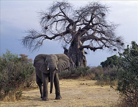 大象,看,威胁,正面,猴面包树,国家公园,南坦桑尼亚,干燥,天气,吃,吠叫,树,高矿物质,潮湿,满意