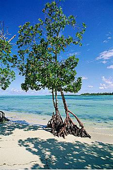 树,海滩,毛里求斯,印度洋