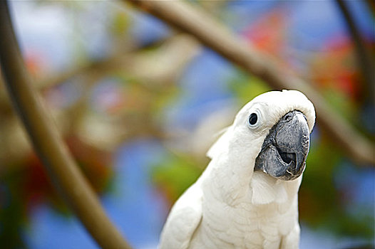 夏威夷,考艾岛,白色,美冠鹦鹉,鸟