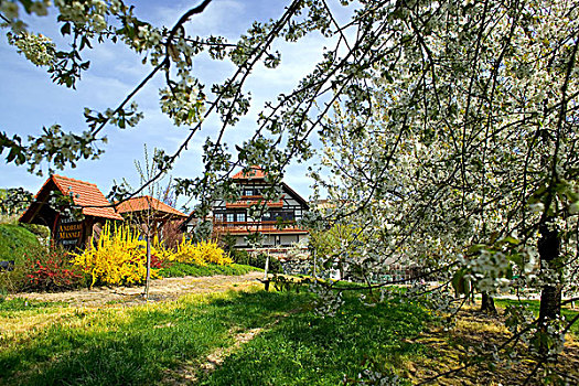 德国,盛开,苹果树,连翘属植物,灌木,半木结构房屋,春天