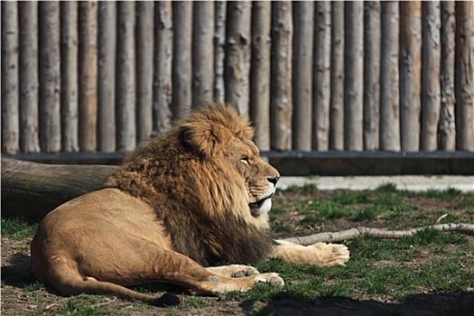 狮子,休息,动物园