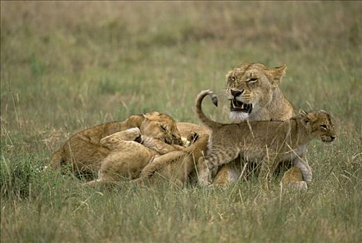 雌狮,狮子,吸吮,幼兽,马赛马拉国家保护区,肯尼亚