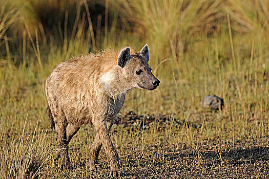 斑点,鬣狗,成年,马赛马拉,肯尼亚,非洲
