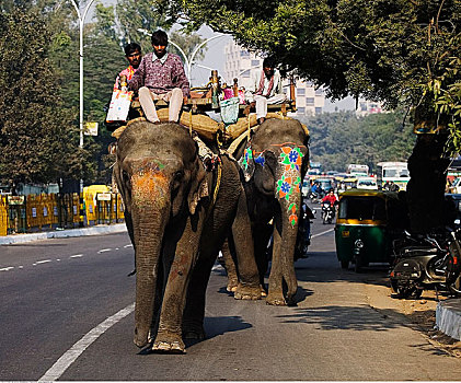 大象,街上,德里,印度