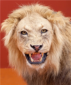 强势,表情,狮子,红色背景