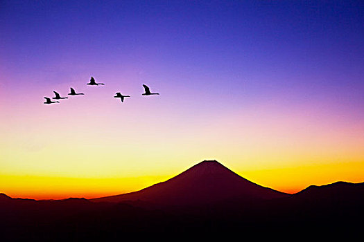 山,富士山,野鸟