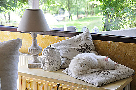 白色,长发,猫,睡觉,垫子,窗户
