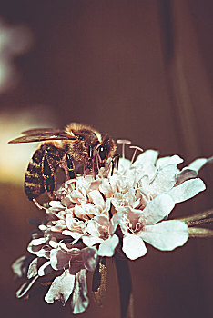 蜜蜂,收集,花蜜,三叶草,花