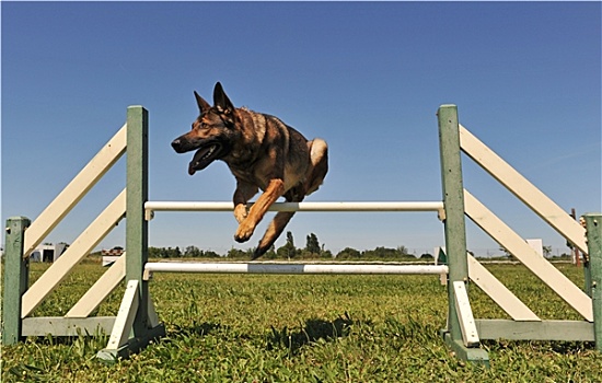 跳跃,德国牧羊犬