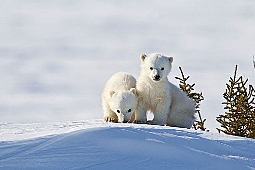 北极熊,幼兽,瓦普斯克国家公园,曼尼托巴,加拿大