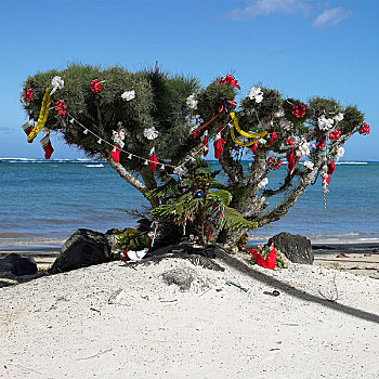 圣诞树,海滩