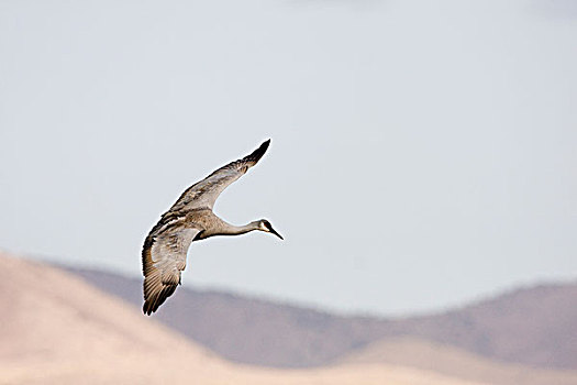 沙丘鹤,飞,博斯克德尔阿帕奇,新墨西哥