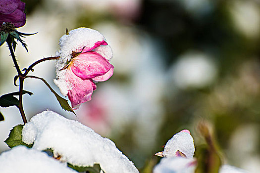 雪压月季花