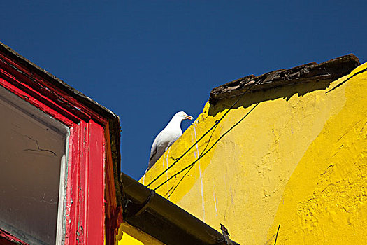海鸥,黄色,建筑
