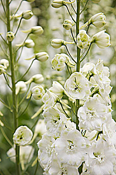 白色,飞燕草,花