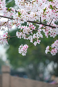 苏州,平江,早晨