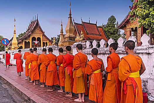 年轻,僧侣,施舍,给,典礼,正面,寺院,琅勃拉邦,老挝