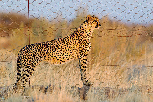 印度豹,猎豹,雌性,栅栏,围挡,纳米比亚,非洲
