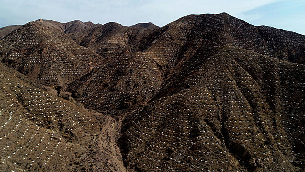 山上,植树,鱼鳞坑