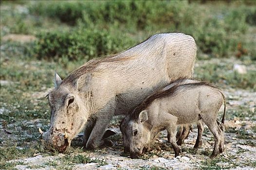 疣猪,埃托沙国家公园,纳米比亚