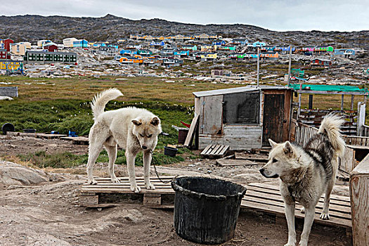狗,房子,伊路利薩特,格陵蘭