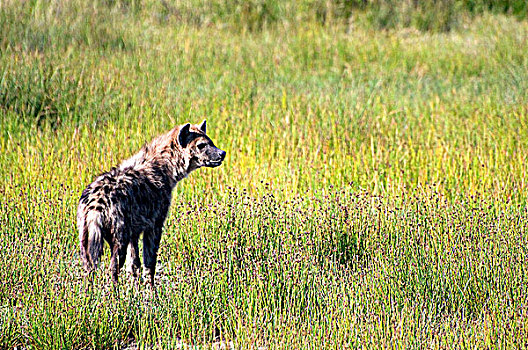 斑鬣狗,站立,土地,塞伦盖蒂国家公园,坦桑尼亚