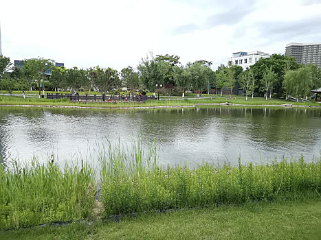 北京石海子公园河边草地