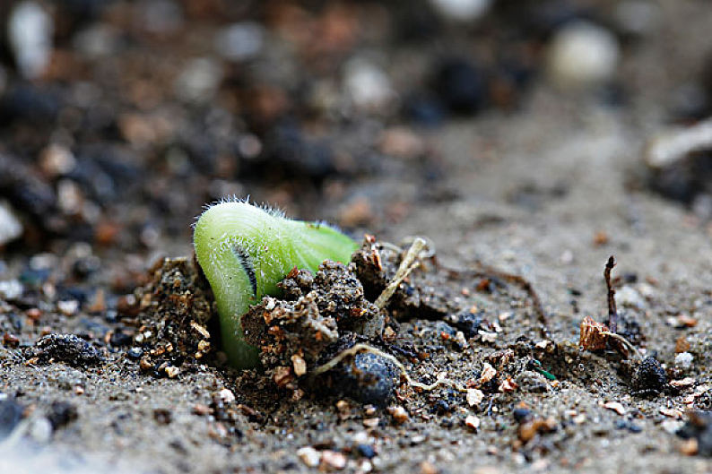 发芽破土而出图片_发芽破土而出图片素材