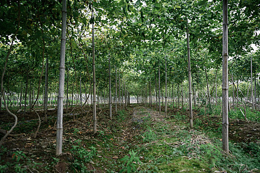 菜园里长着有机绿豌豆,有机农业生产概念