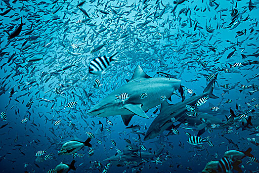 雄性动物,鲨鱼,长鳍真鲨,游动,鱼,水下视角,泻湖,斐济