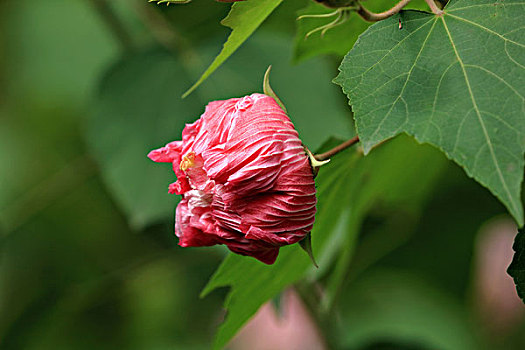 芙蓉花