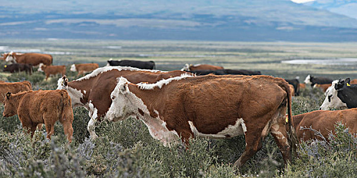 牧群,母牛,擦伤,地点,托雷德裴恩国家公园,巴塔哥尼亚,智利