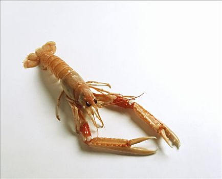 熟食,海螯虾