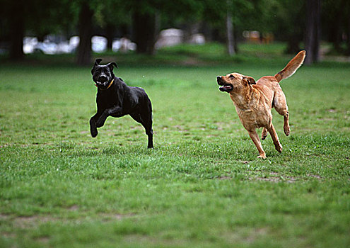 两只,狗,跑,草