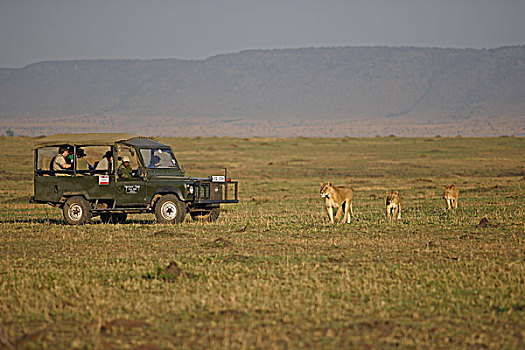 非洲狮,狮子,雌狮,幼兽,靠近,旅游,马赛马拉,肯尼亚