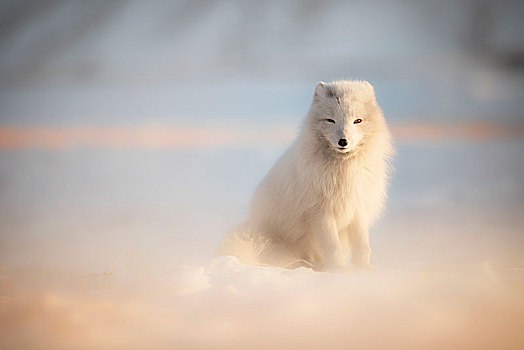 北极狐,斯匹次卑尔根岛,斯瓦尔巴特群岛,挪威