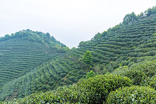 龙井茶茶山