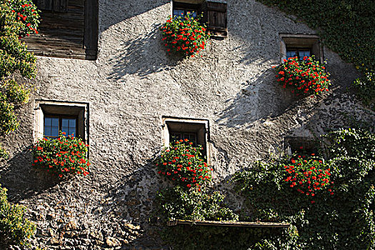 特写,石头,建筑,彩色,花,窗台花箱,奥地利