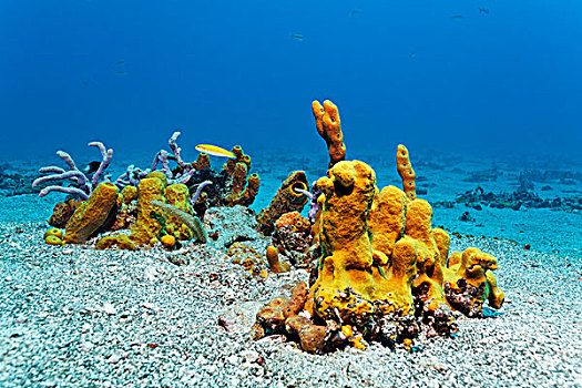 黄色的管状海绵,沙,仰视,濑鱼,幼小,阶段,小,多巴哥岛,斯佩塞德,特立尼达和多巴哥,小安的列斯群岛,加勒比海