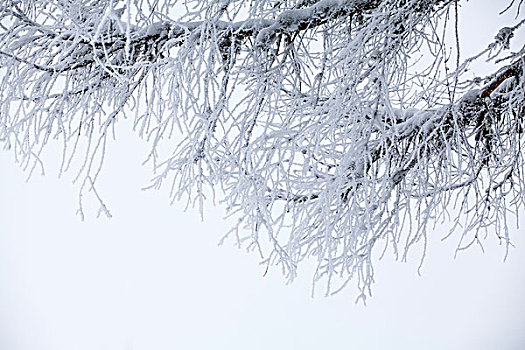 树,遮盖,白霜