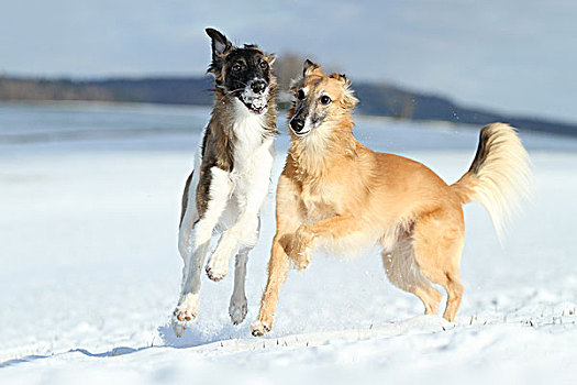 小灵狗,狗,玩雪,莱茵兰普法尔茨州,德国,欧洲