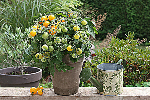 黄色,西红柿茎,花园,洒水壶