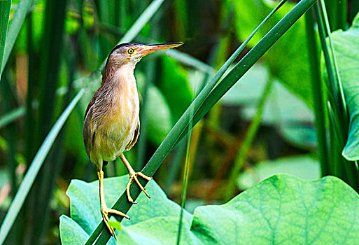 黄苇鳽yellowreed